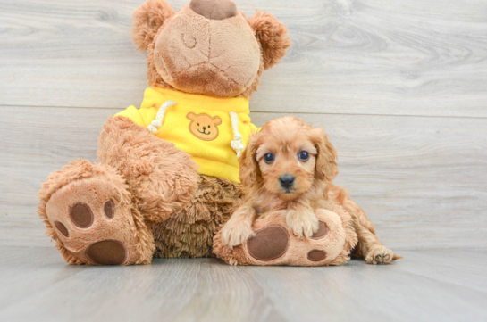 Fluffy Cavapoo Poodle Mix Pup