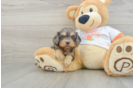 Cavapoo Puppy for Adoption