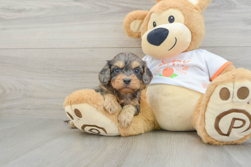 Cavapoo Puppy for Adoption