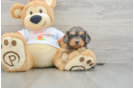 Best Cavapoo Baby