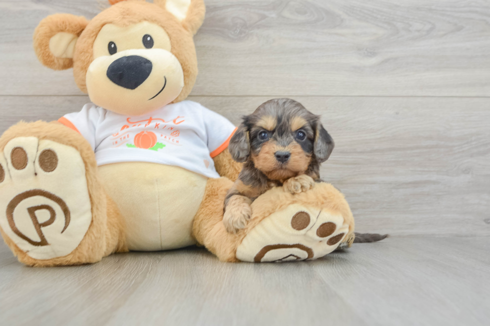 Best Cavapoo Baby