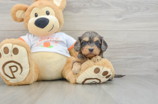 Best Cavapoo Baby