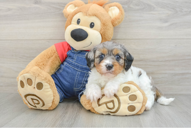 Best Cavapoo Baby
