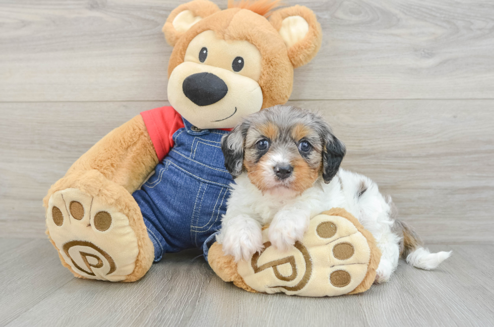 7 week old Cavapoo Puppy For Sale - Simply Southern Pups