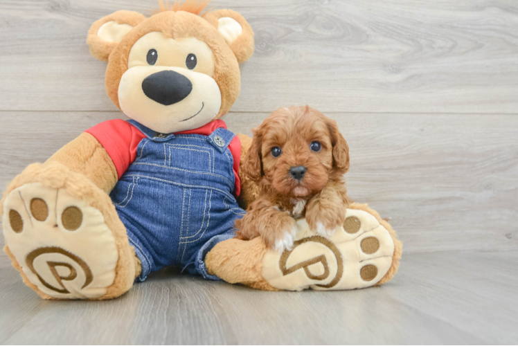 Smart Cavapoo Poodle Mix Pup