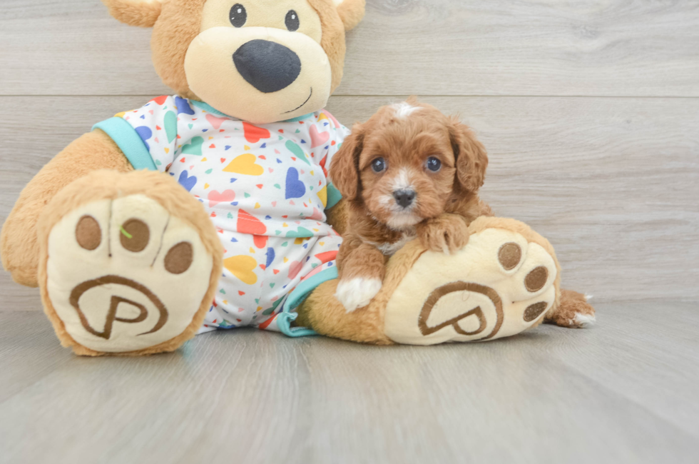 5 week old Cavapoo Puppy For Sale - Simply Southern Pups