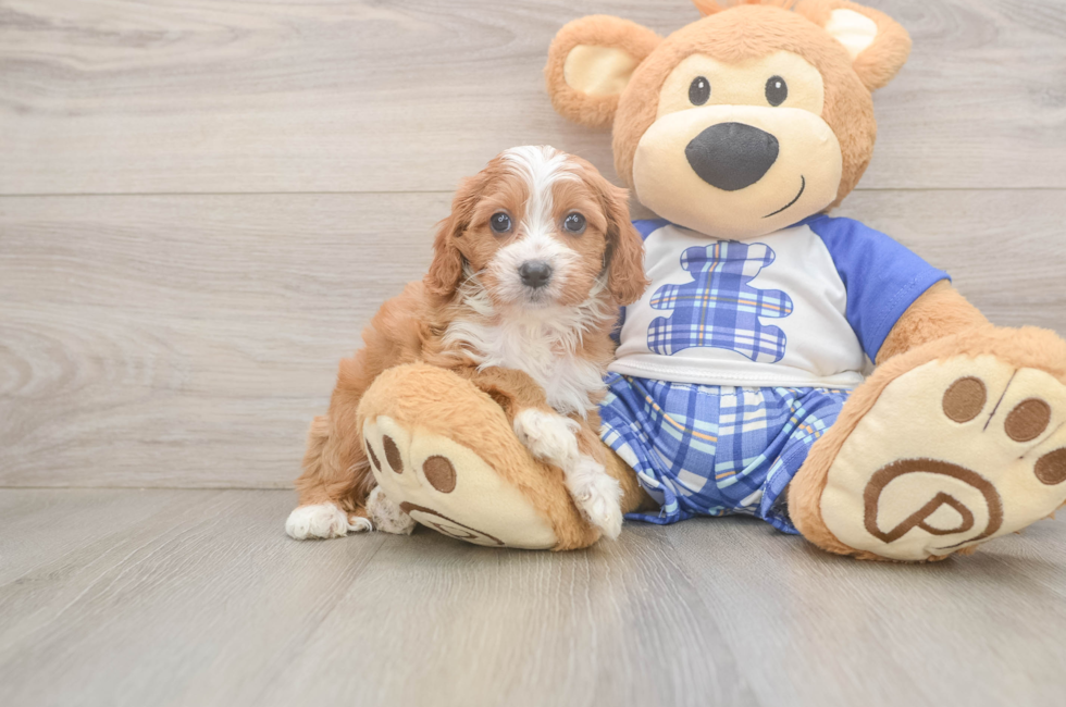 5 week old Cavapoo Puppy For Sale - Simply Southern Pups