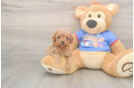 Popular Cavapoo Poodle Mix Pup