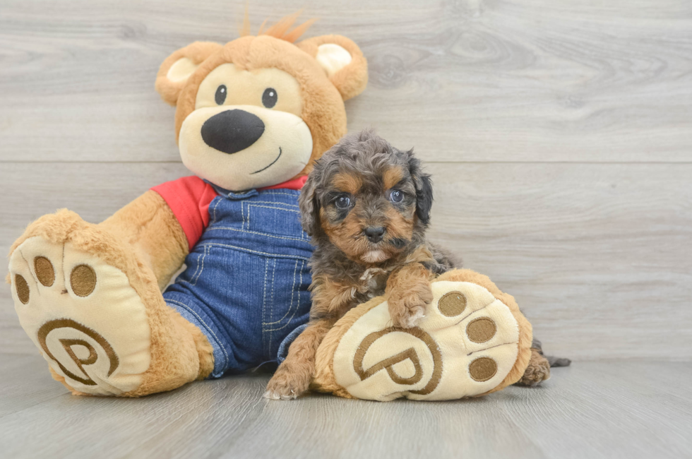 7 week old Cavapoo Puppy For Sale - Simply Southern Pups