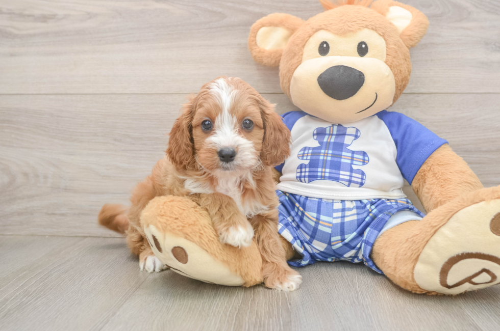 5 week old Cavapoo Puppy For Sale - Simply Southern Pups
