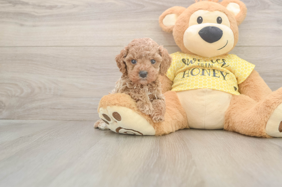 5 week old Cavapoo Puppy For Sale - Simply Southern Pups