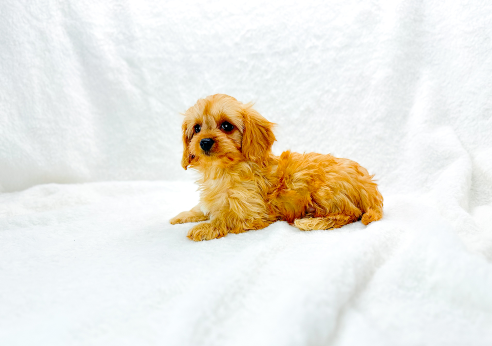 Cavapoo Pup Being Cute