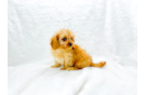 Cavapoo Pup Being Cute