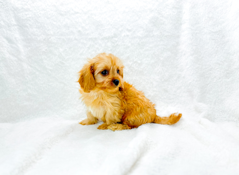 Cavapoo Pup Being Cute