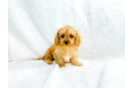 Best Cavapoo Baby