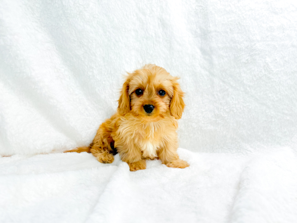 Best Cavapoo Baby