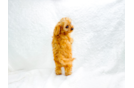 Cute Cavapoo Poodle Mix Pup