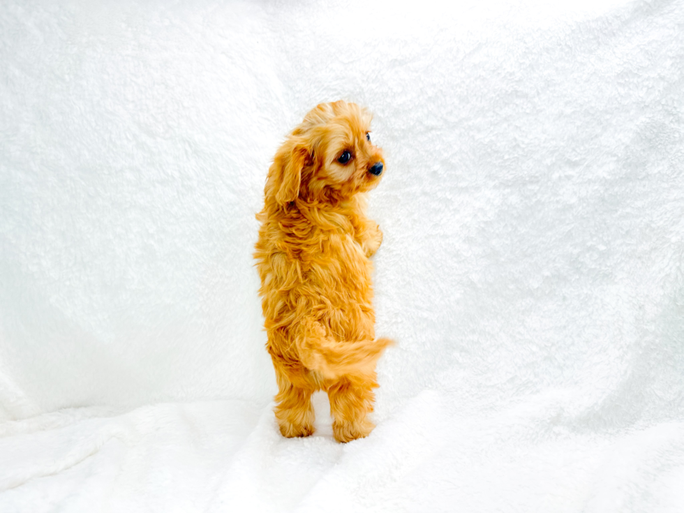 Cute Cavapoo Poodle Mix Pup