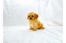 Cute Cavapoo Baby