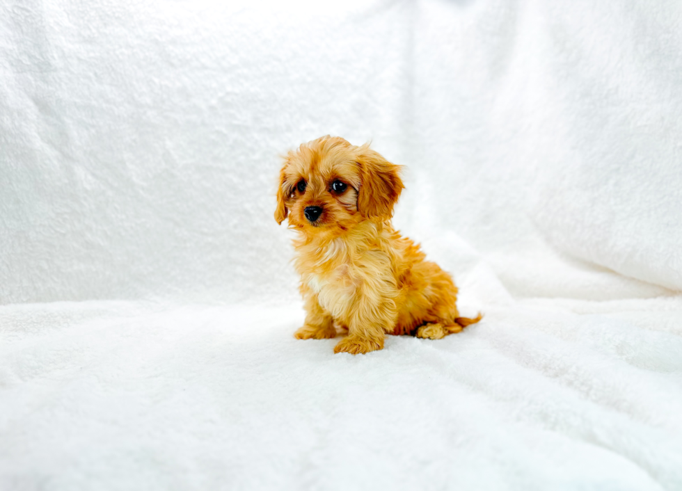 Cute Cavapoo Baby