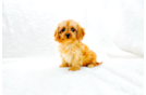 Cute Cavapoo Baby