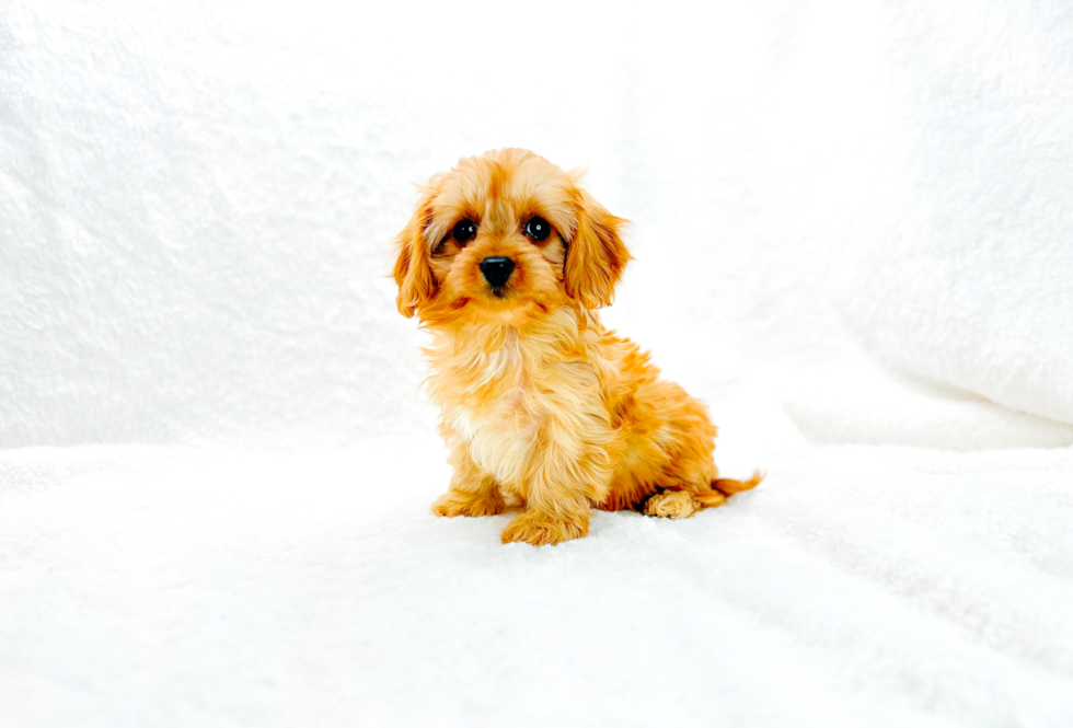 Cute Cavapoo Baby