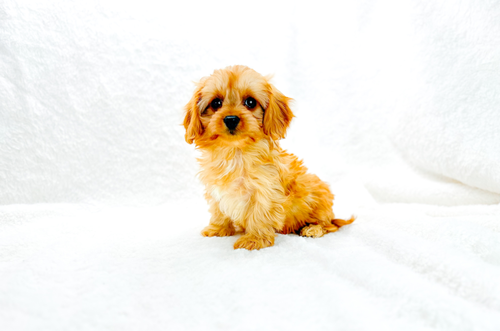 9 week old Cavapoo Puppy For Sale - Simply Southern Pups