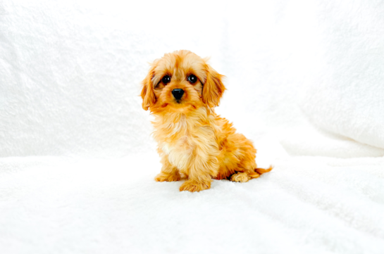 Cute Cavapoo Baby