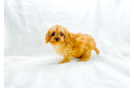 Cute Cavapoo Baby