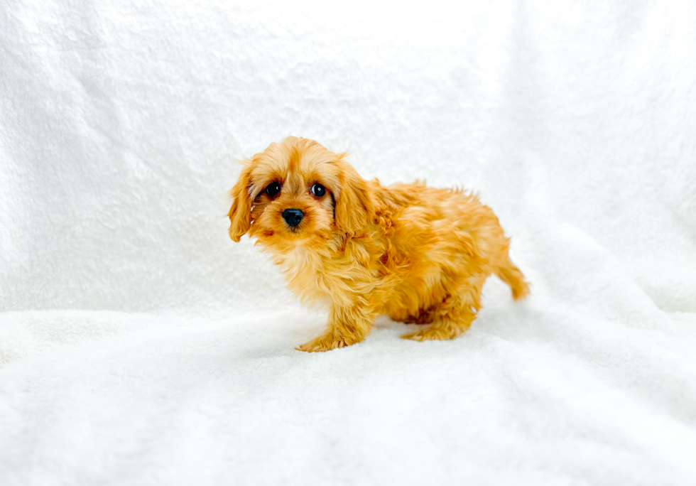 Cute Cavapoo Baby