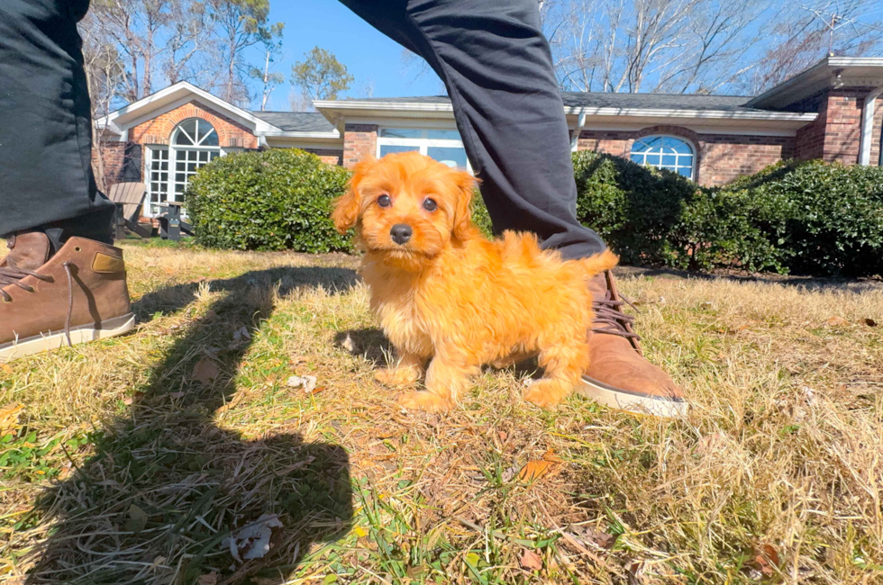 10 week old Cavapoo Puppy For Sale - Simply Southern Pups