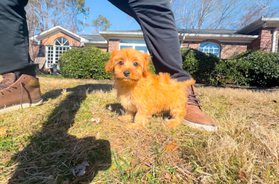 Cute Cavapoo Poodle Mix Pup