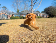 11 week old Cavapoo Puppy For Sale - Simply Southern Pups