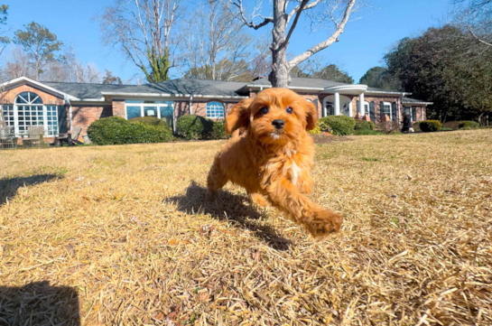 Cute Cavapoo Poodle Mix Pup