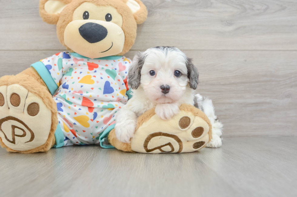 6 week old Cavapoo Puppy For Sale - Simply Southern Pups