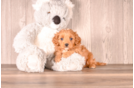 Cavapoo Puppy for Adoption