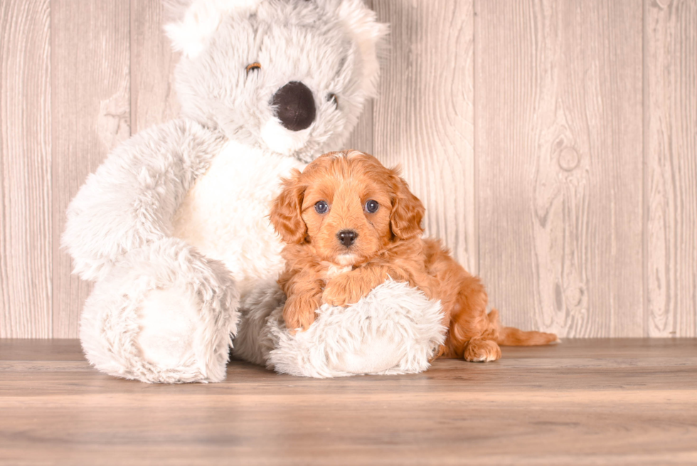 Cavapoo Puppy for Adoption