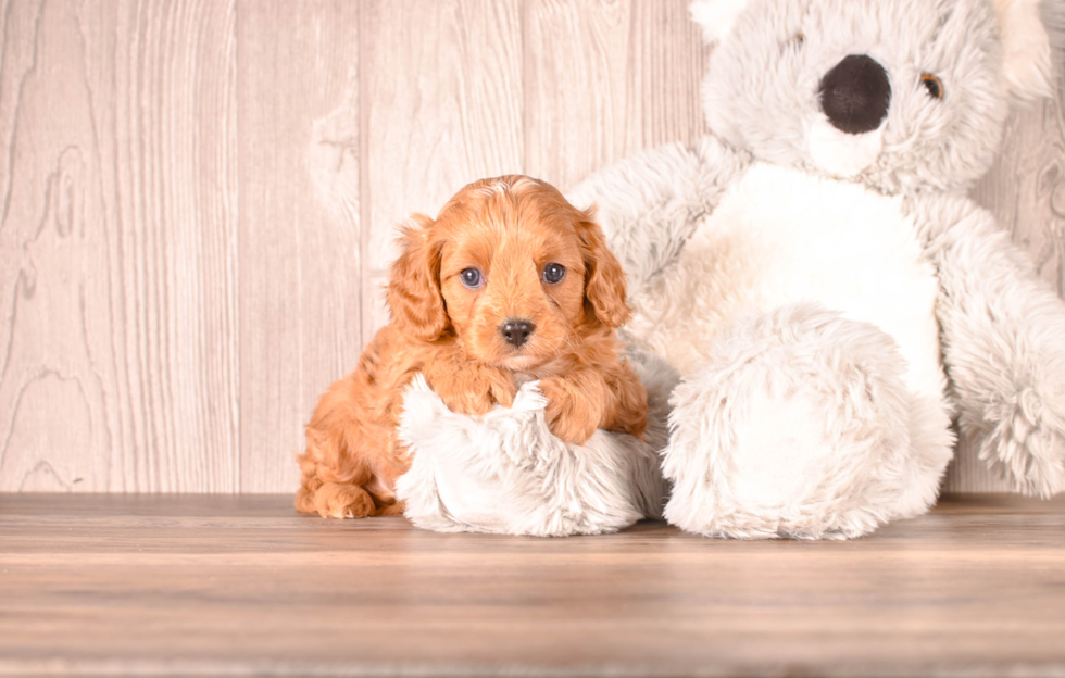 Cute Cavoodle Poodle Mix Puppy