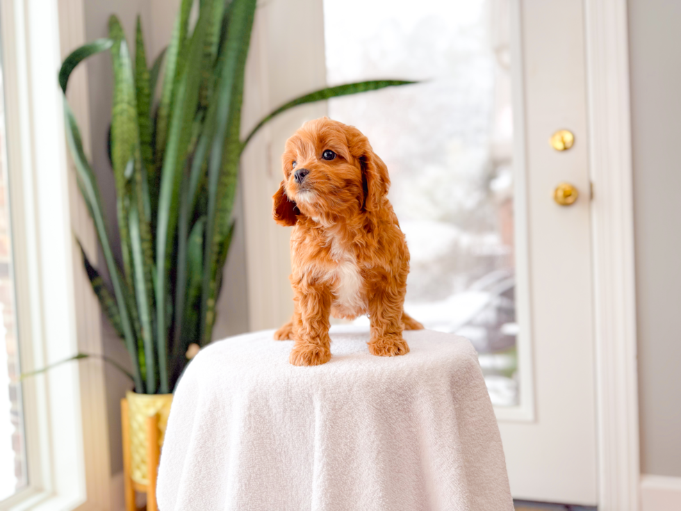 Cavapoo Puppy for Adoption