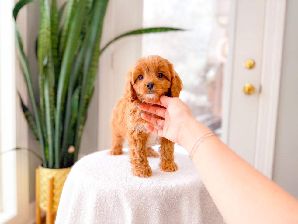 Cute Cavapoo Baby