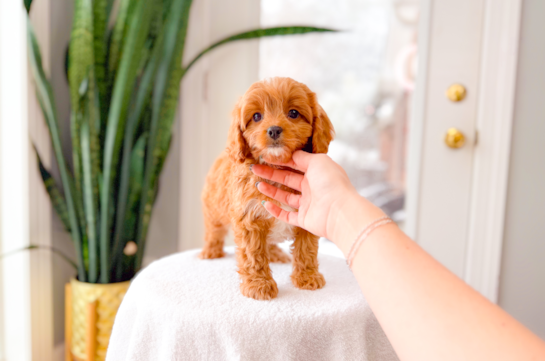 Cute Cavapoo Baby