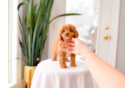 Cavapoo Puppy for Adoption