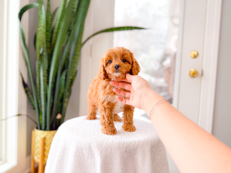Cavapoo Puppy for Adoption