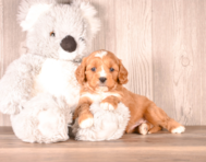 6 week old Cavapoo Puppy For Sale - Simply Southern Pups