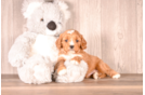 Cavapoo Puppy for Adoption