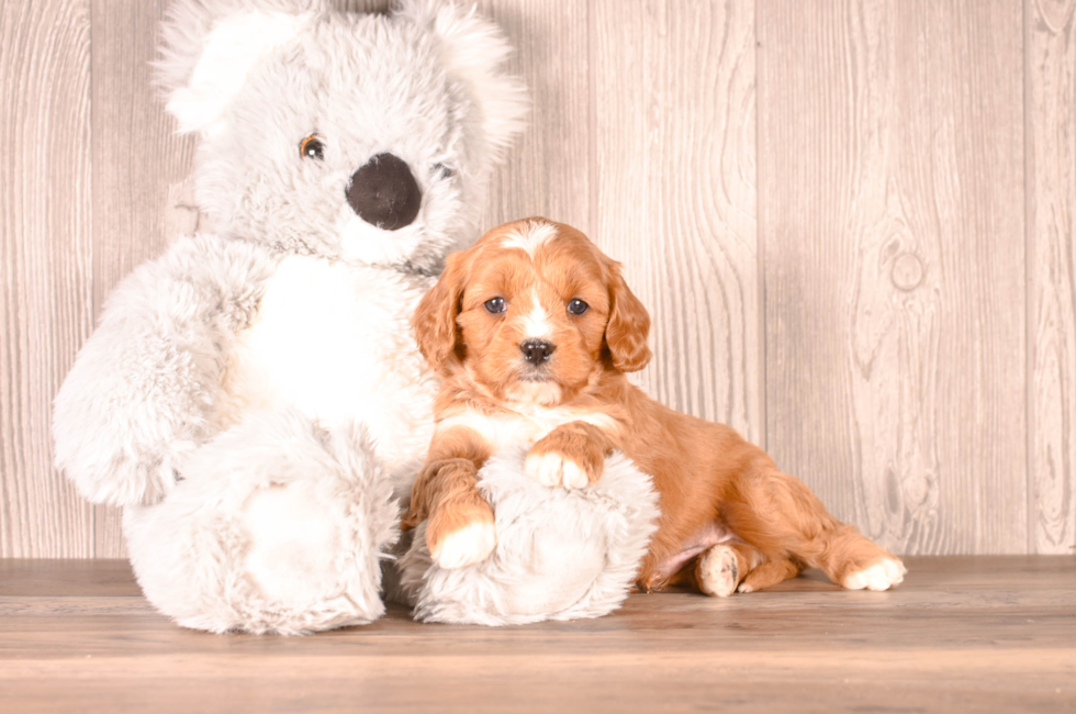 5 week old Cavapoo Puppy For Sale - Simply Southern Pups
