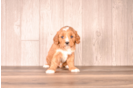 Cavapoo Puppy for Adoption