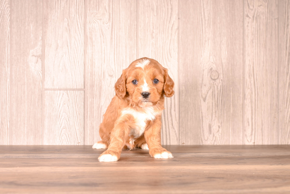 Cavapoo Puppy for Adoption