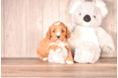 Cute Cavapoo Poodle Mix Pup
