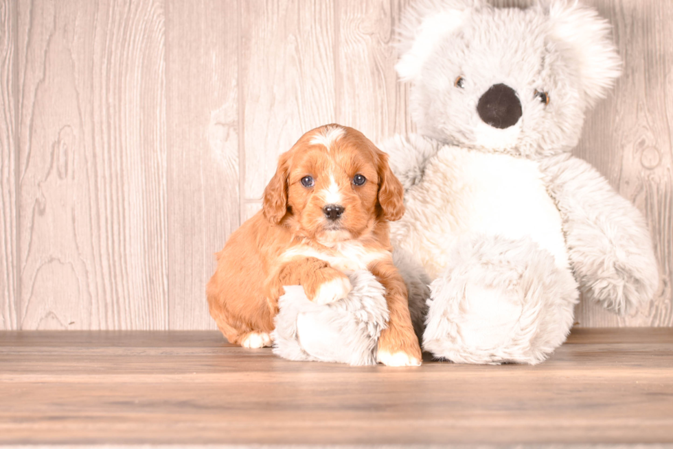 Cute Cavapoo Poodle Mix Pup